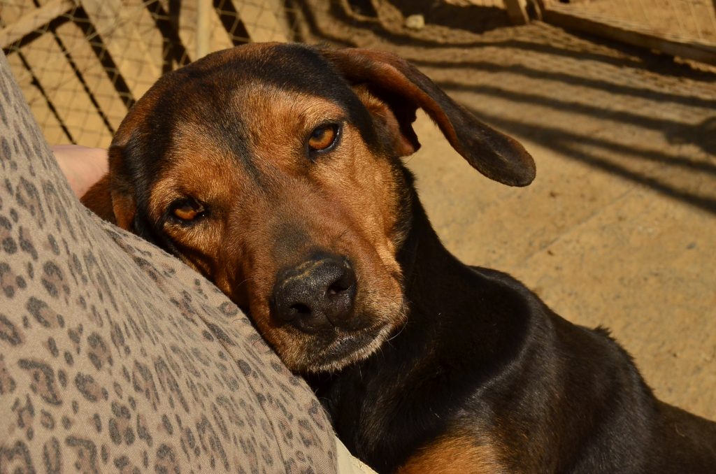 DASH Tierschutz Kalamata Hund Luigi