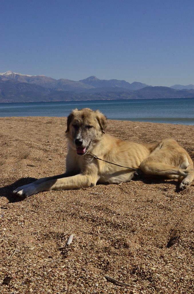 DASH Tierschutz Kalamata Hund Jess am Strand