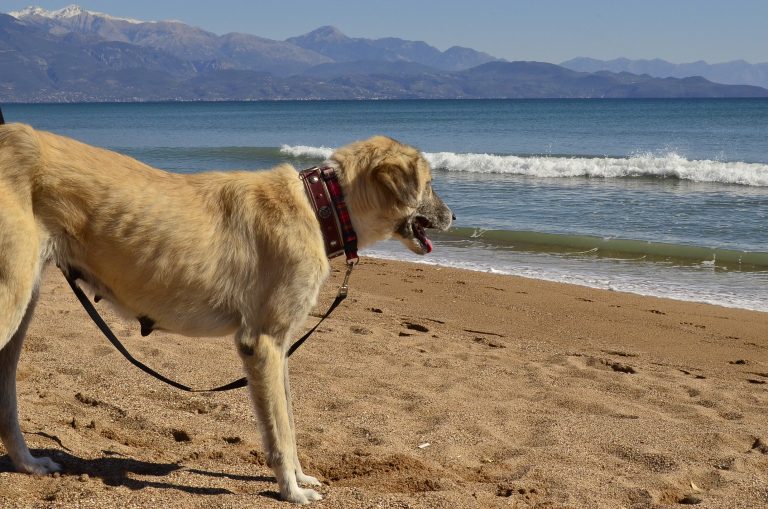 DASH Tierschutz Kalamata Hund Jess am Strand