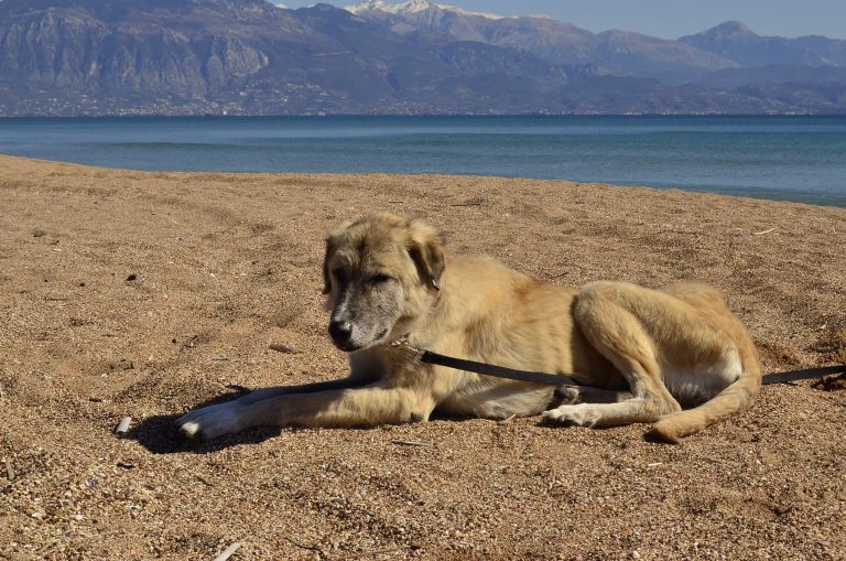 DASH Tierschutz Kalamata Hund Jess am Strand