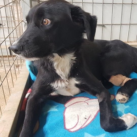 Pepper - Hündin Portrait