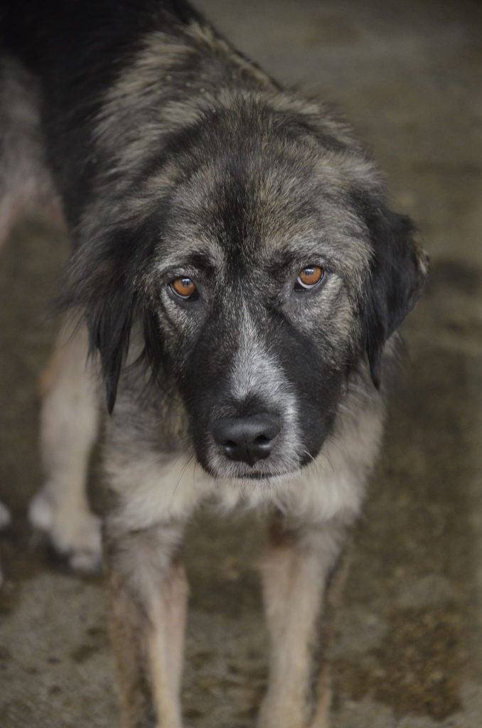DASH Tierschutz Hund Gracie