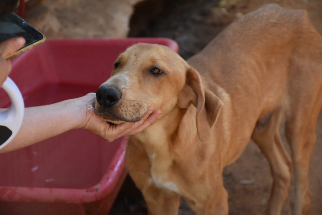 Fudge - Rüde Portrait