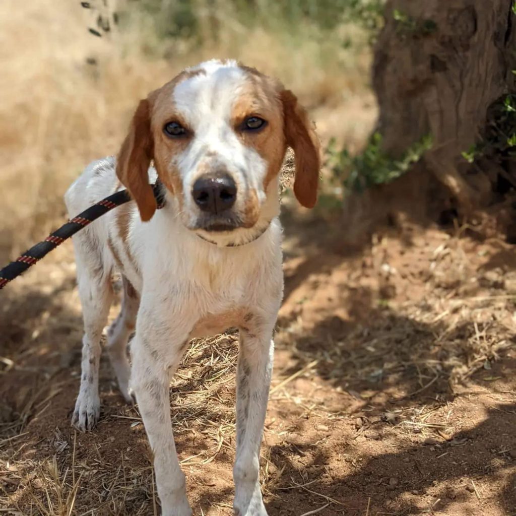 Pepito - Rüde Portrait