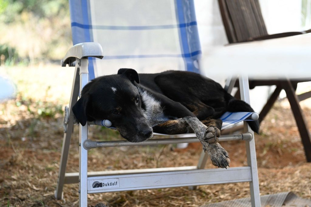 Viktor - Patenschaft