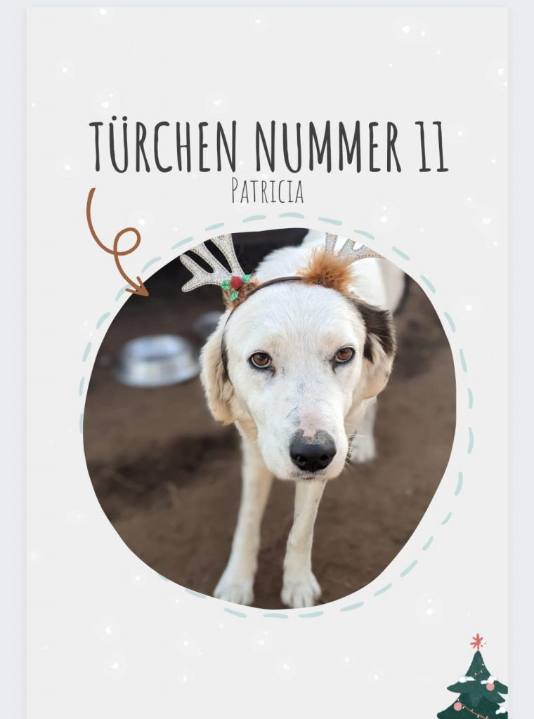 Adventskalender Weihnachtshund 11