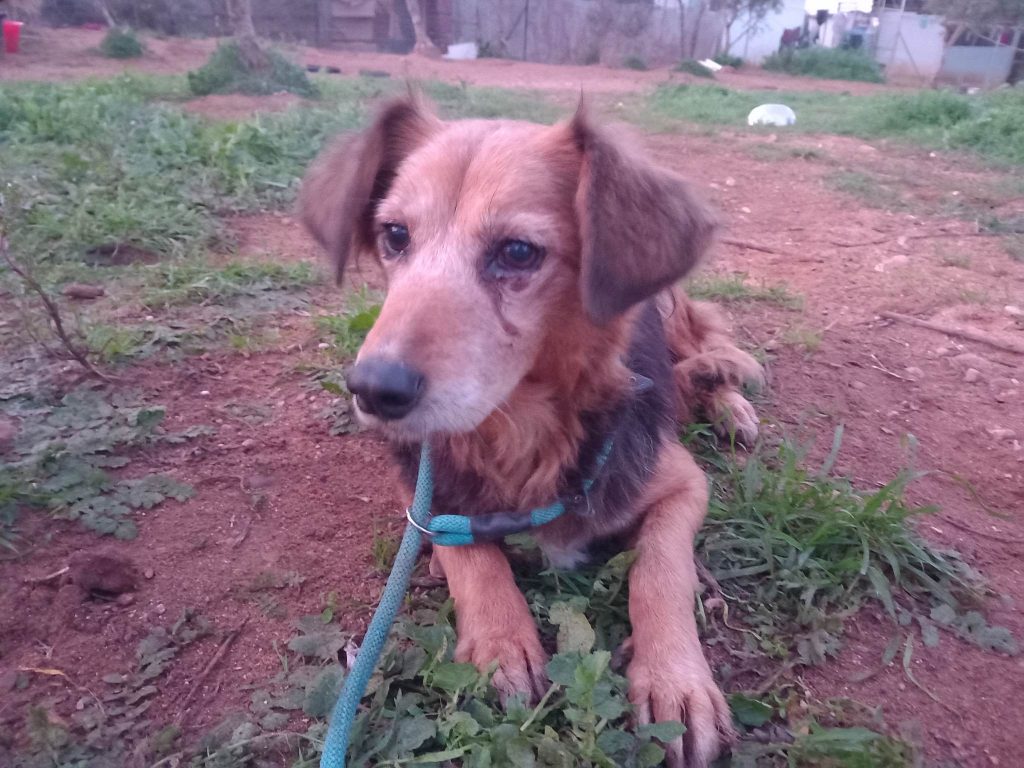 Parthenopi - Patenschaft