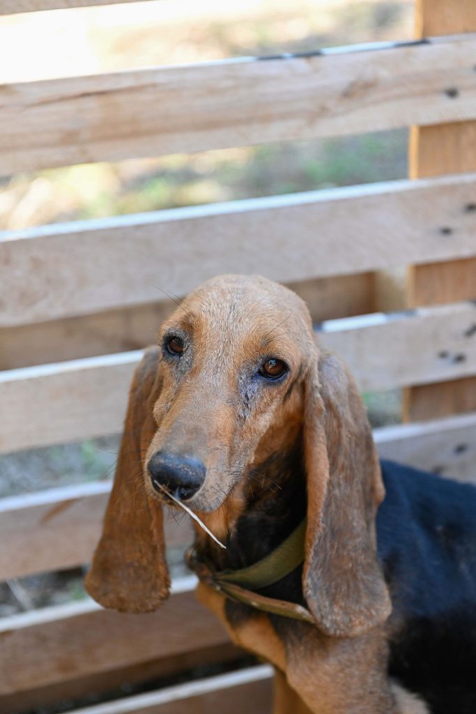 Dahlia - Patenschaft