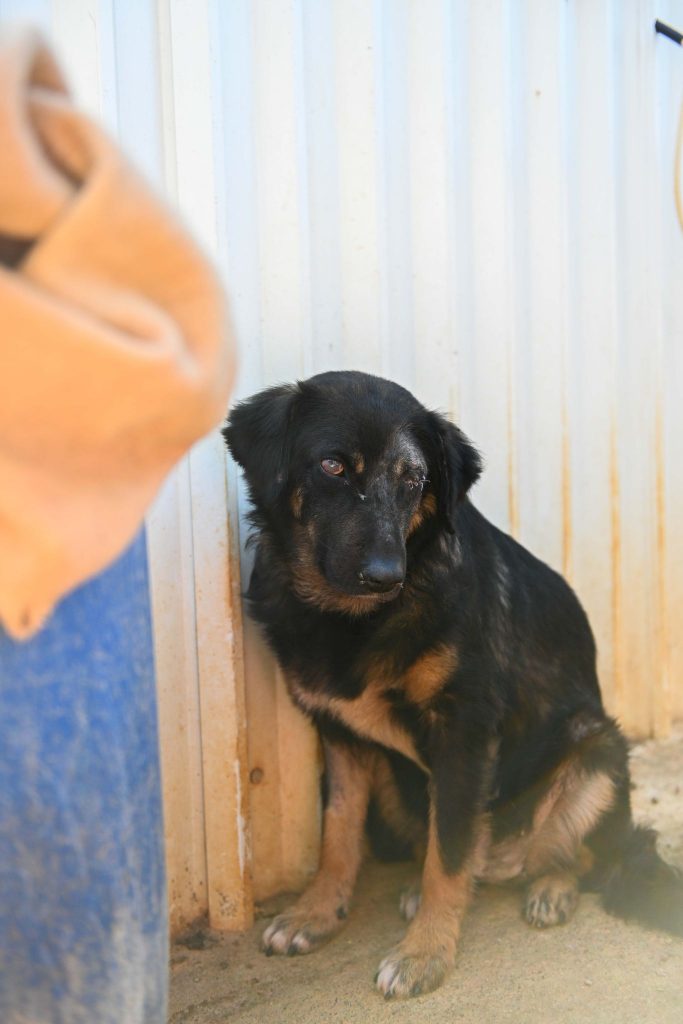 Scarlett - Patenschaft