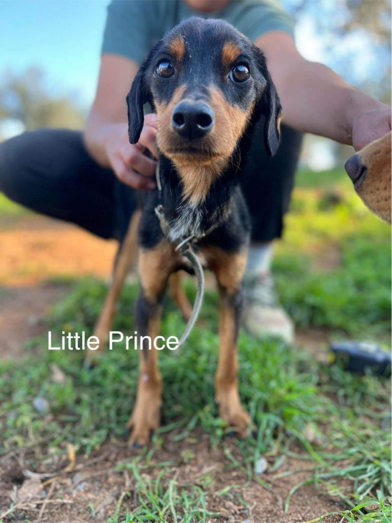 Little Prince - Adoption