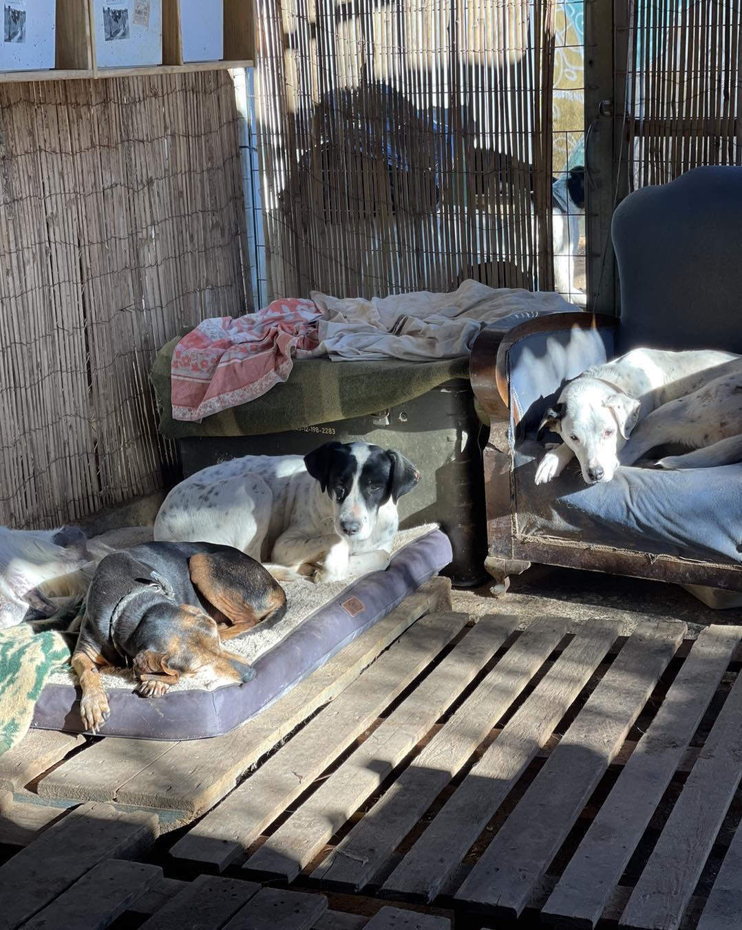 Hunde Sonnenbad