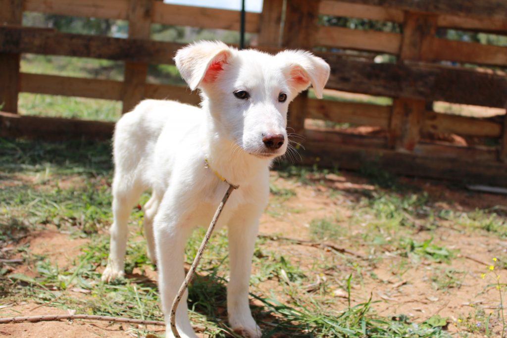 Welpe Ricky - Adoption