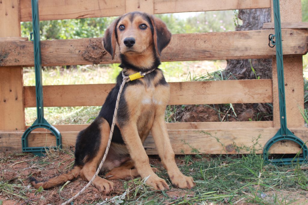 Loki Welpe - Adoption