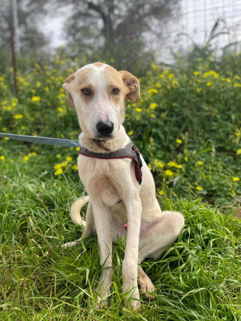 1121821a-b0df-44c9-945a-bef898f8d387