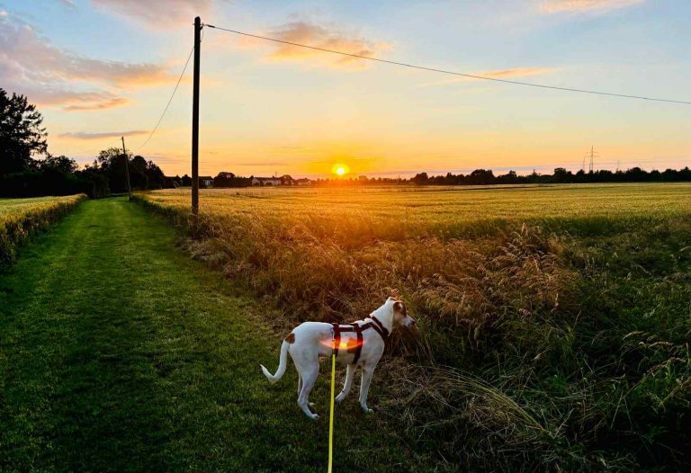 48a16d20-8985-4e8d-9bcc-87aa54eeab46