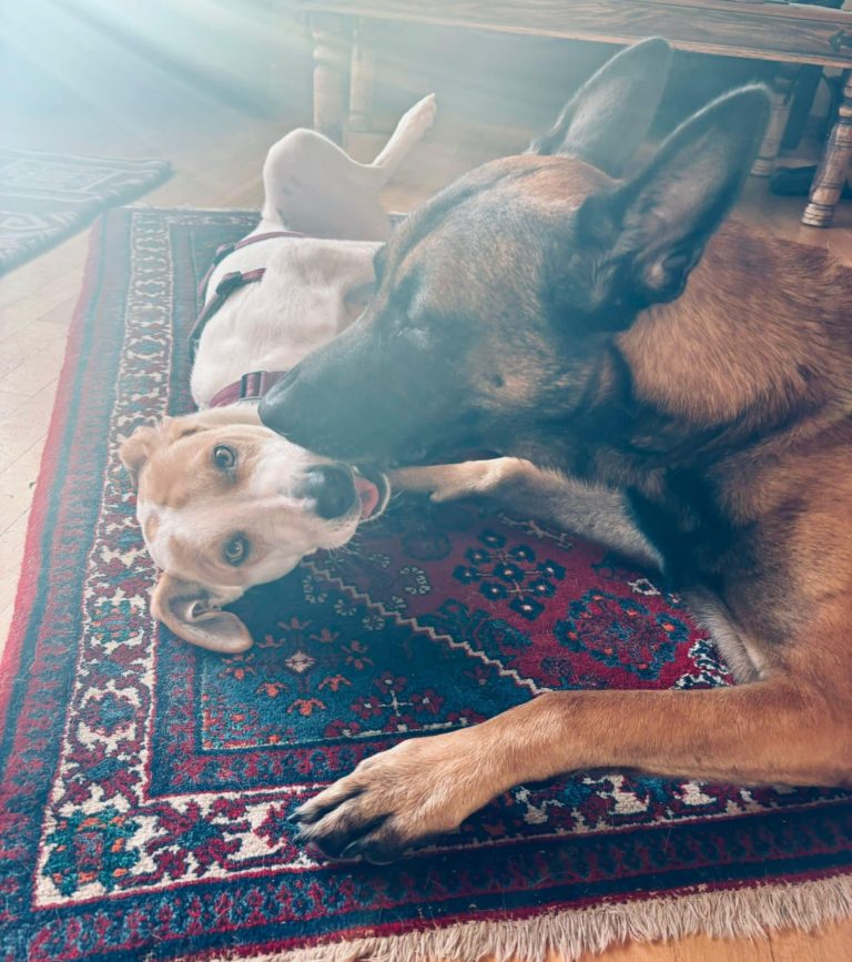 6e74a727-6ed0-4835-a219-0237a2db1731 neu