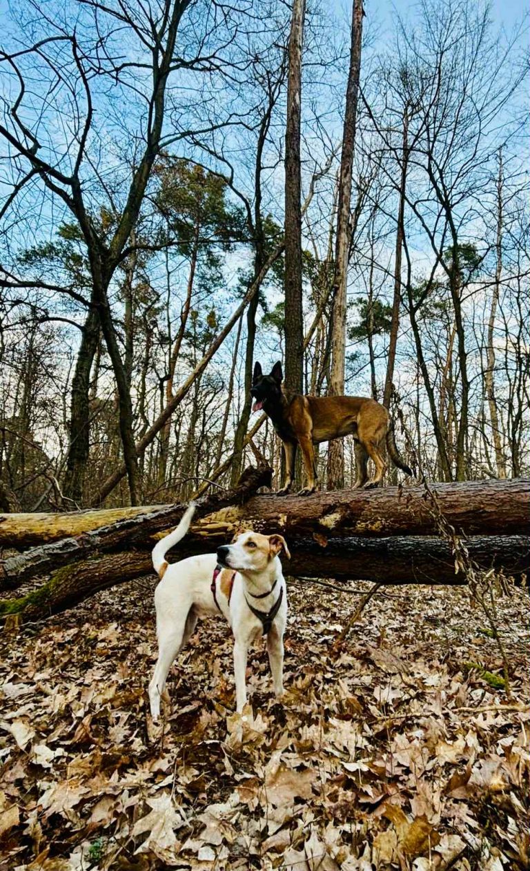 73e15dd3-12e5-4677-b2c6-f34888aa03e7