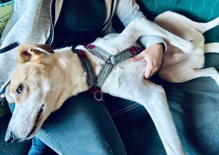 7a451fe4-2ca8-4506-bcaf-f5cf759976d2 neu