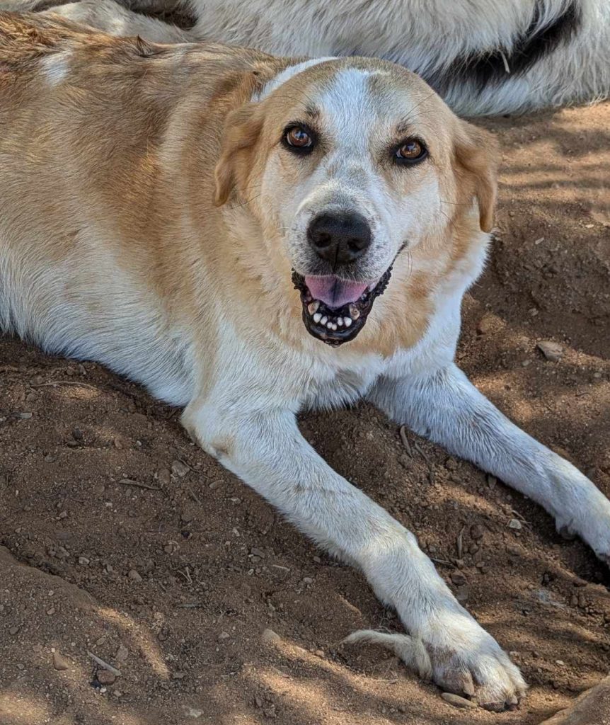 Hunde-Patenschaft 5 received 883263653867931 e1779025968472