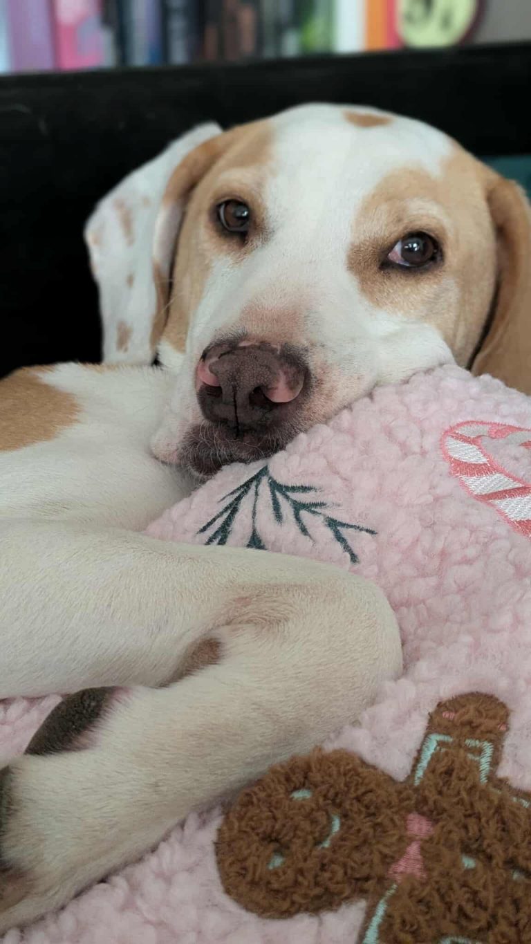 Taya - Vermittlungshund