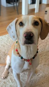 Taya - Vermittlungshund