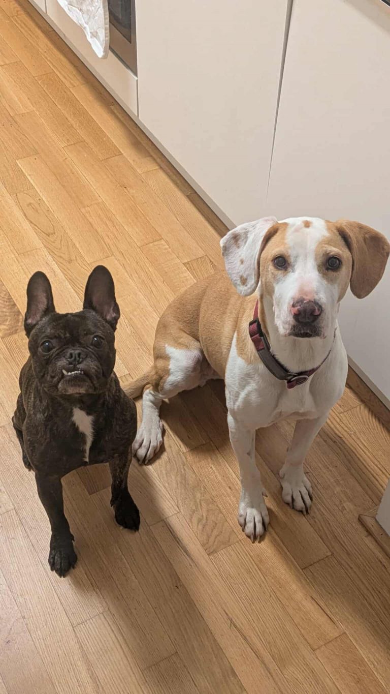 Taya - Vermittlungshund