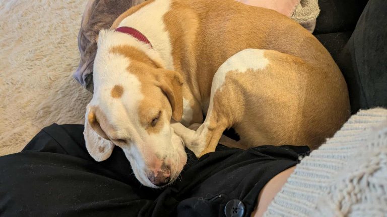 Taya - Vermittlungshund