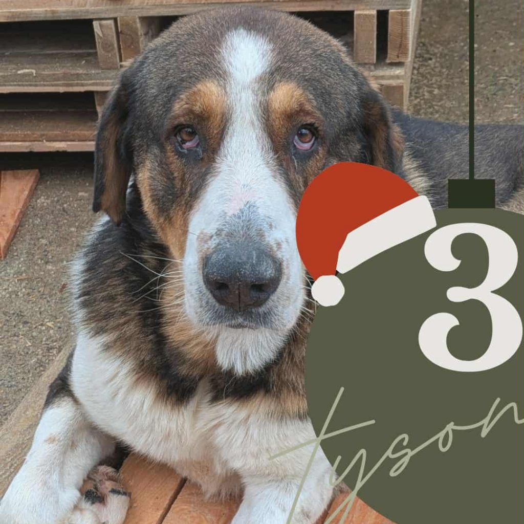 Adventskalender 25 Tür 3 geöffnet