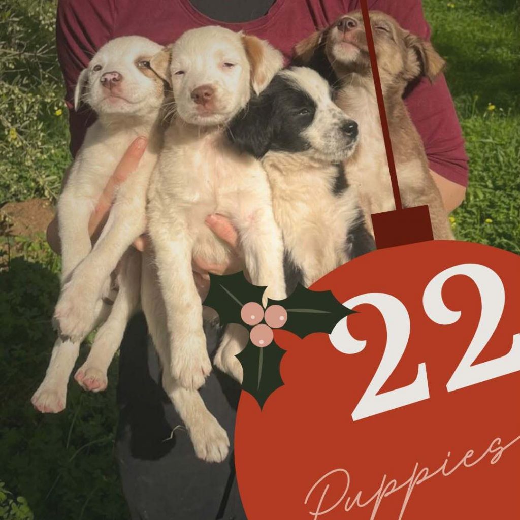 Adventskalender 2025 Türchen 22 geöffnet