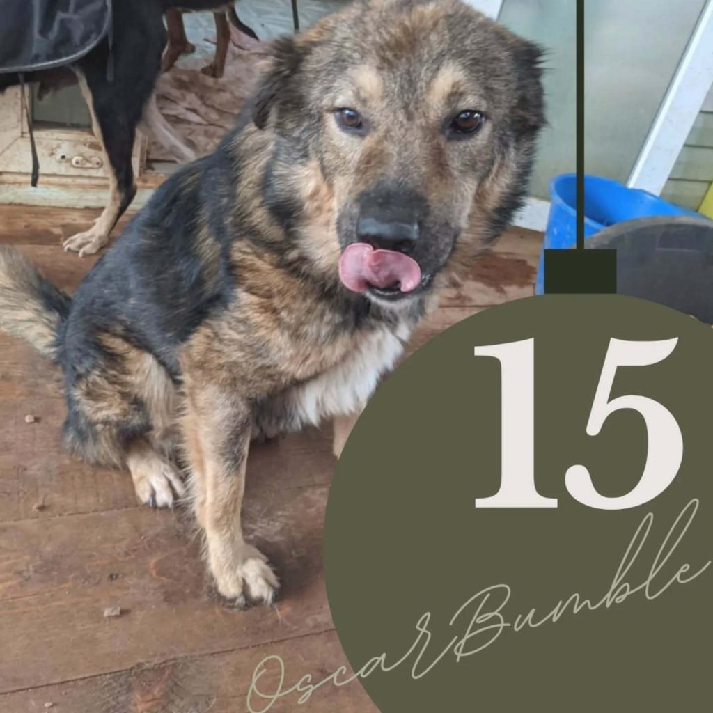 Adventskalender 2025 Türchen 15 geöffnet