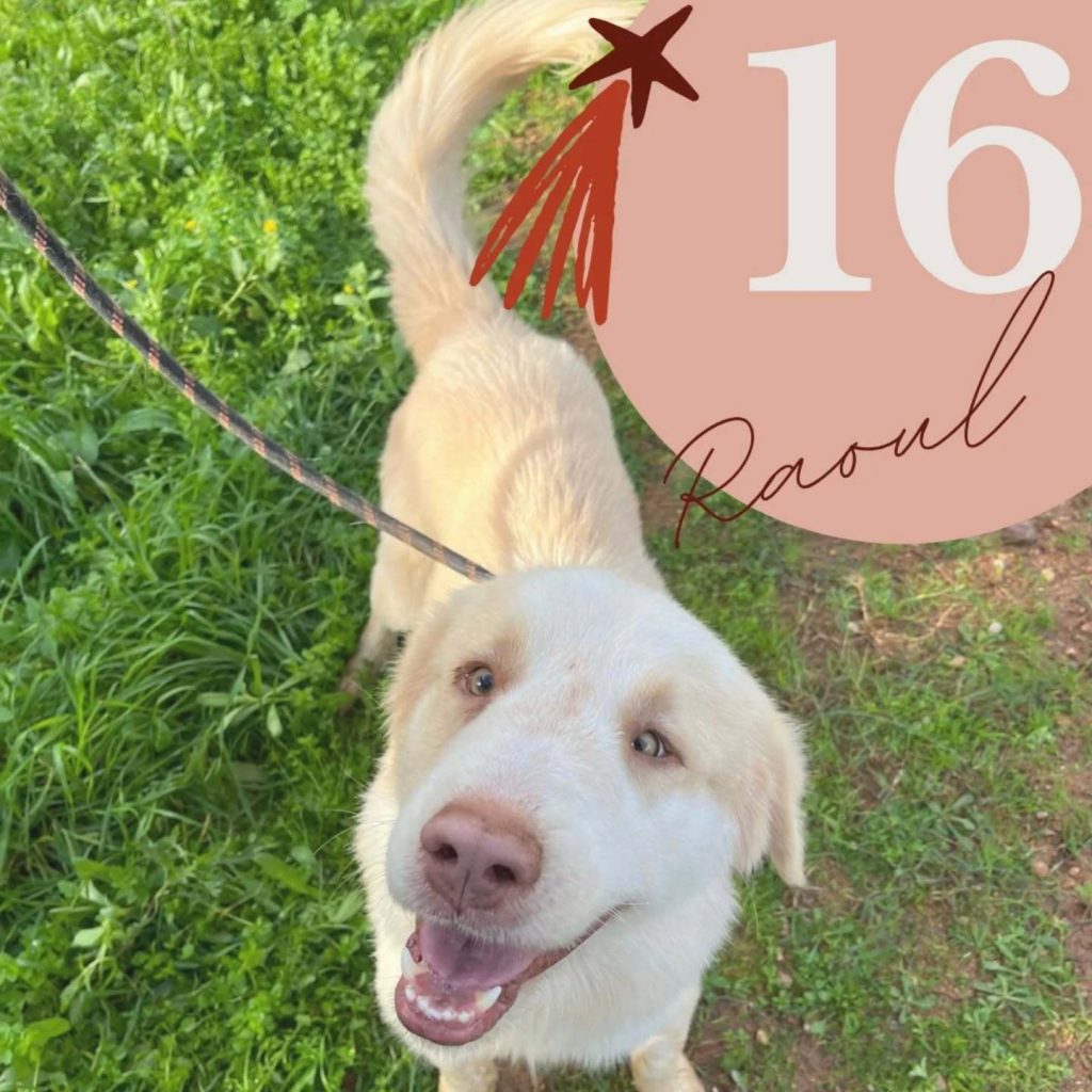 Adventskalender 2025 Türchen 16 geöffnet