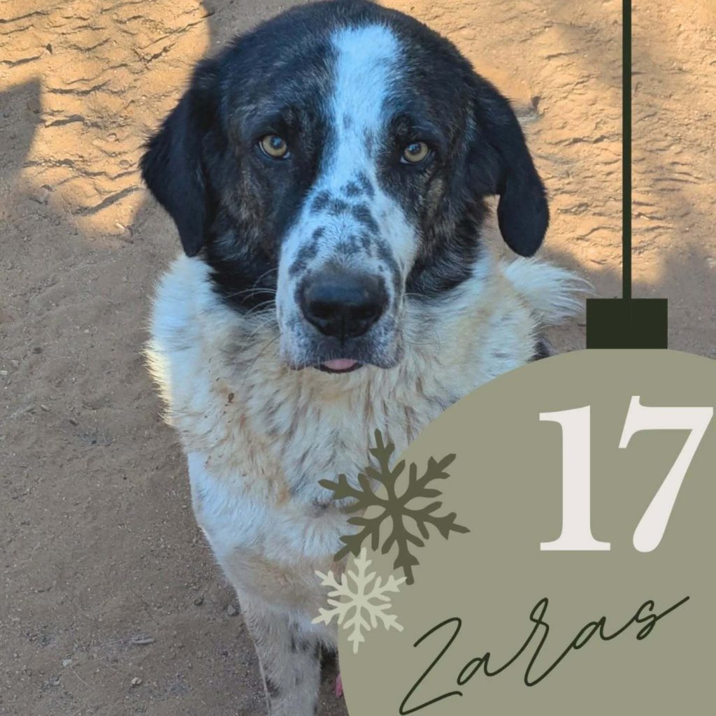 Adventskalender 2025 Türchen 17 geöffnet