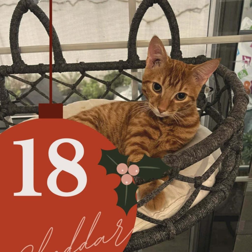 Adventskalender 2025 Türchen 18 geöffnet