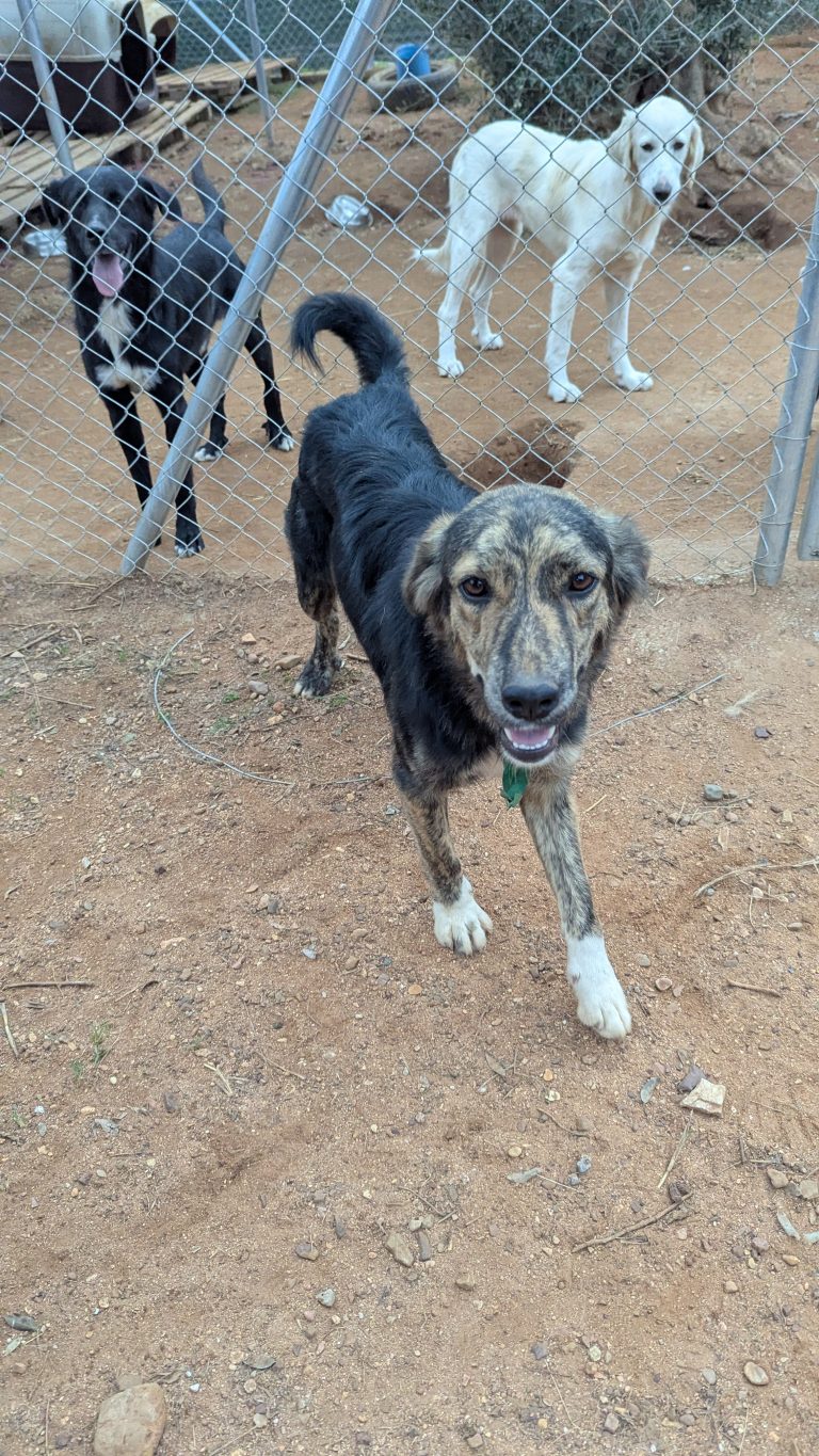 Vermittlungshund Honey