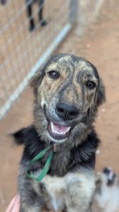 Vermittlungshund Honey