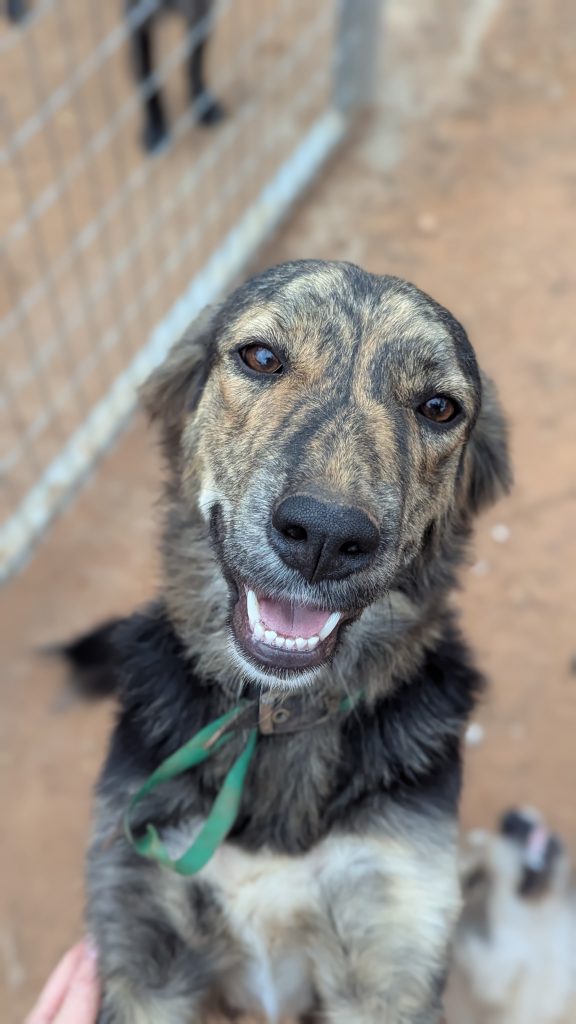 Vermittlungshund Honey