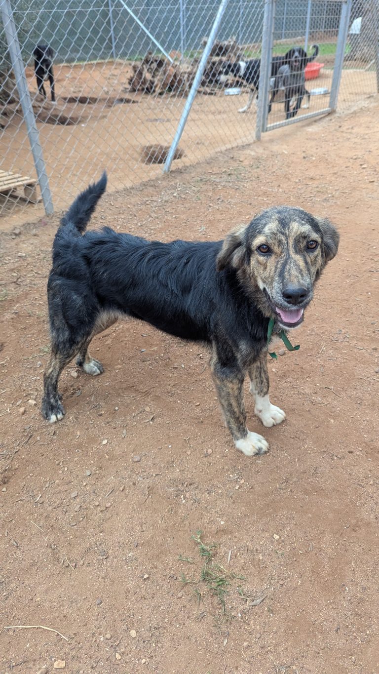 Vermittlungshund Honey