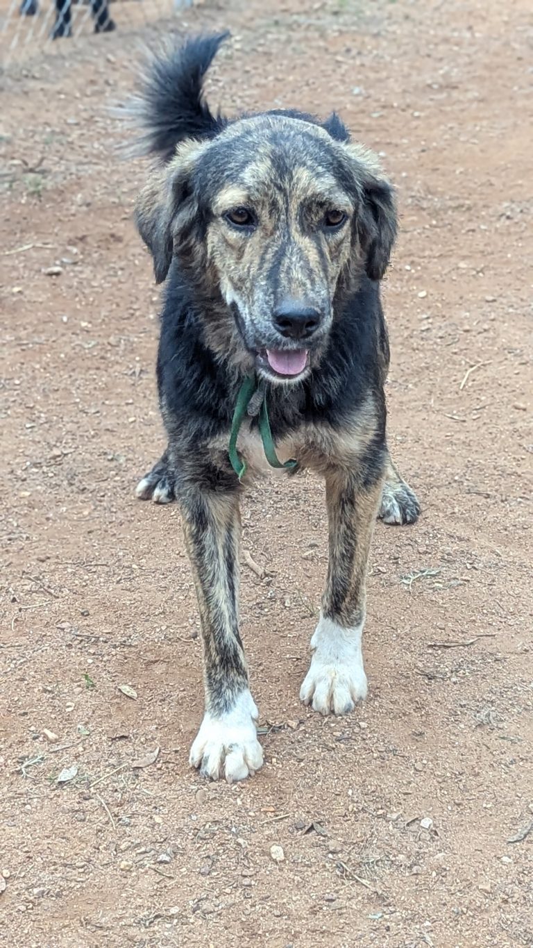 Vermittlungshund Honey