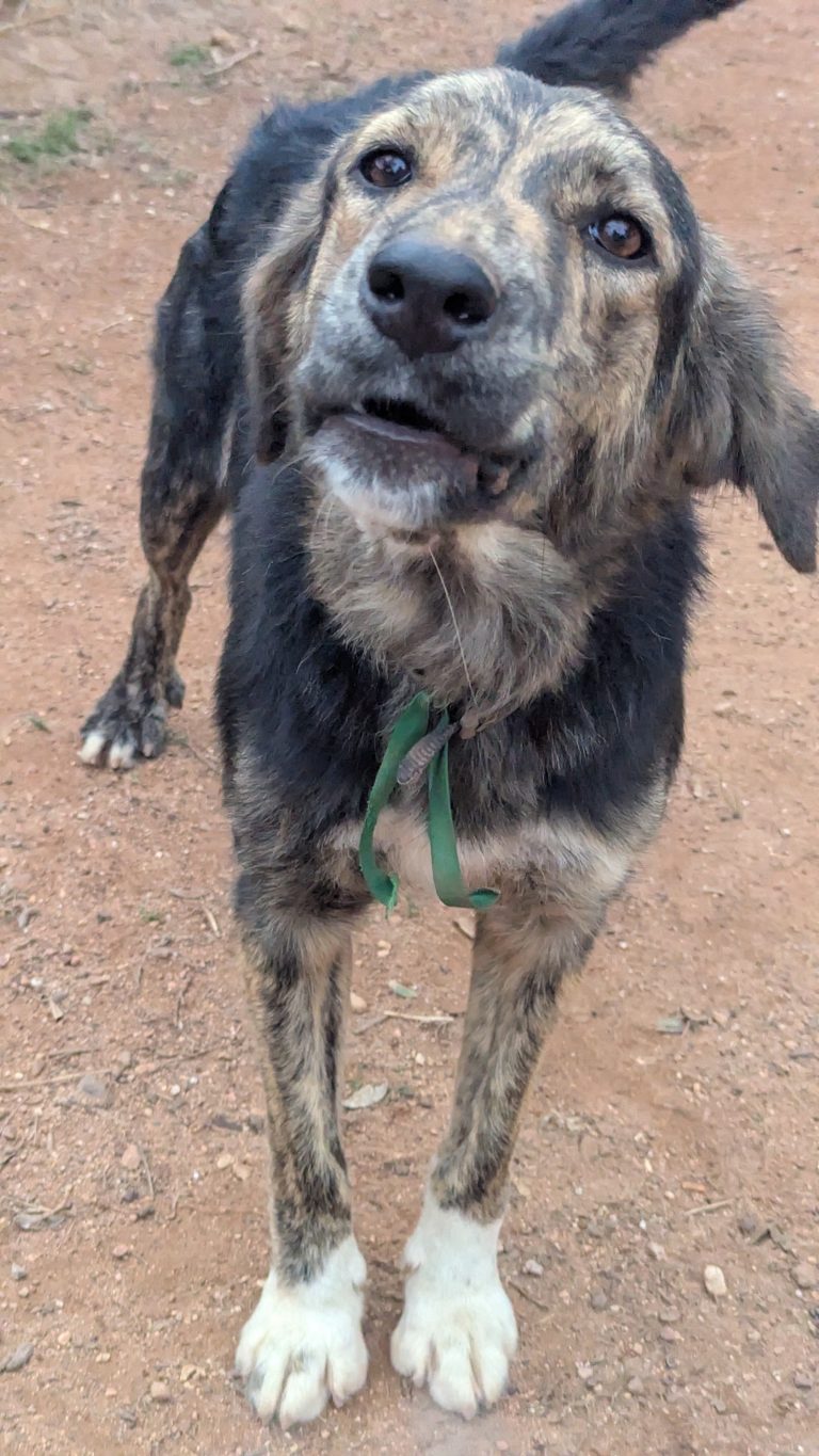 Vermittlungshund Honey