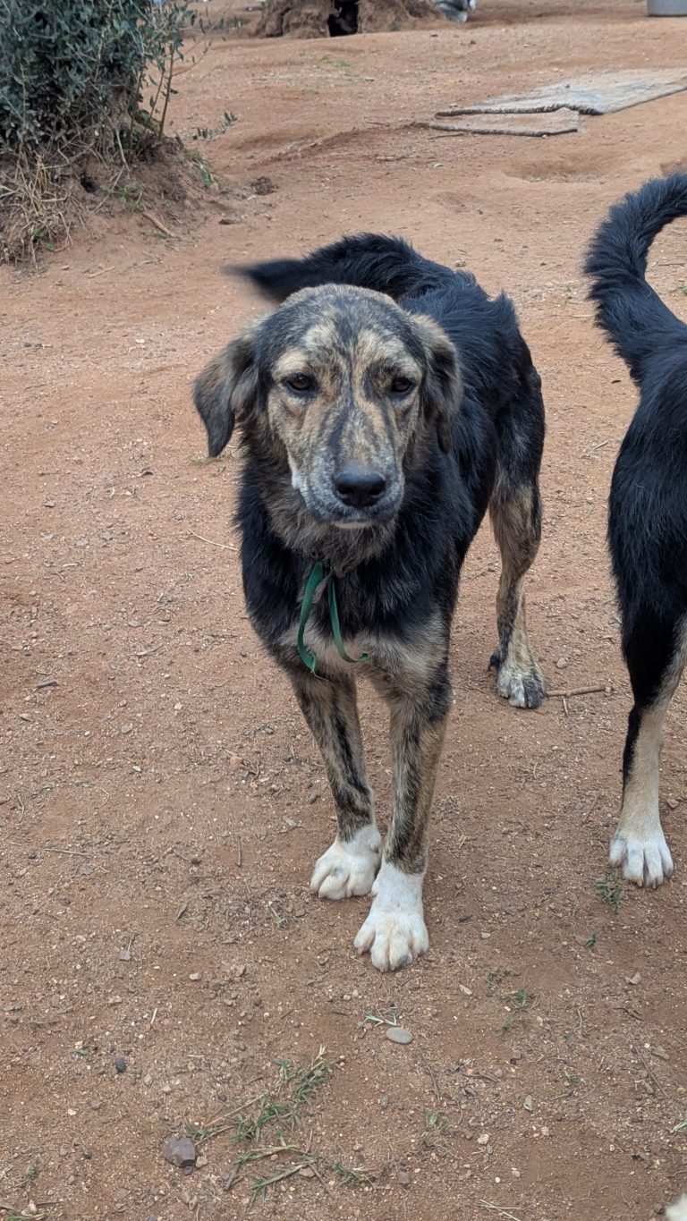 Vermittlungshund Honey