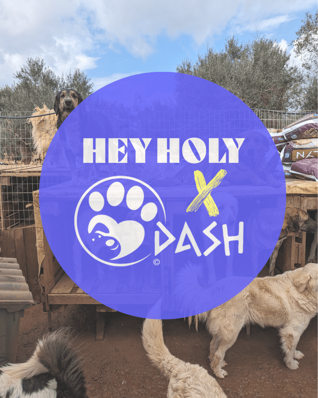 Kooperation mit HEY HOLY - DASH Deutschland Tierschutz e.V.