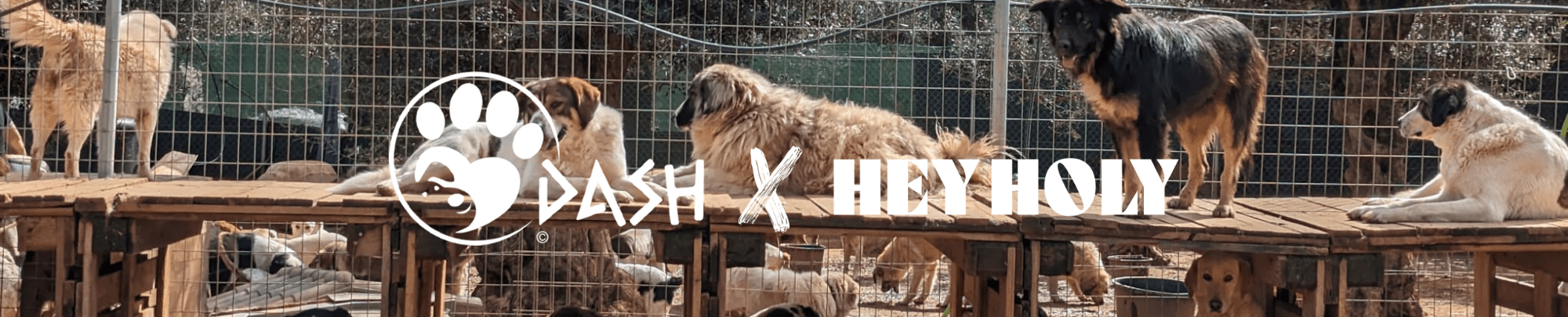 Kooperation DASH und HEY HOLY