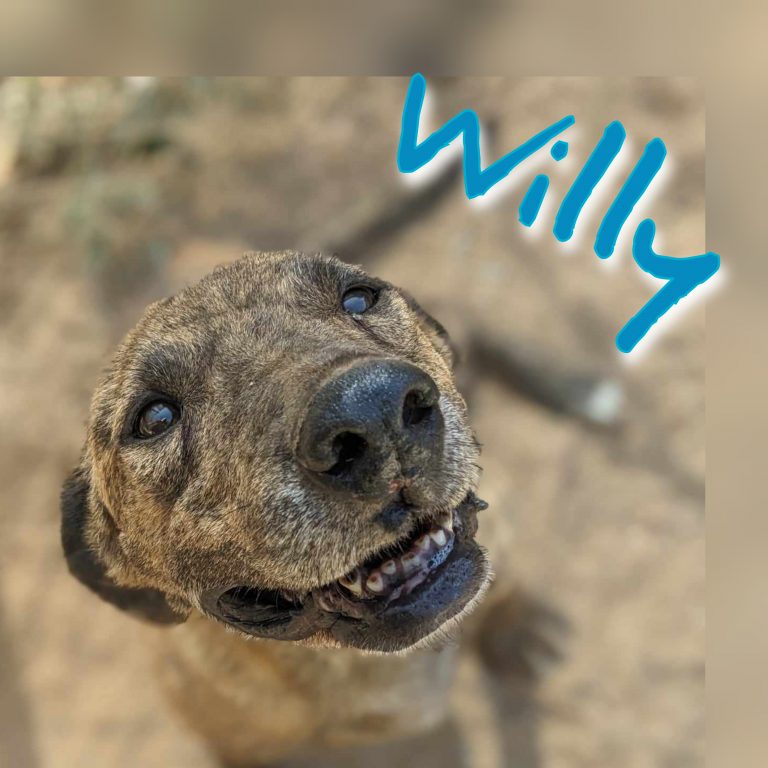 Willy