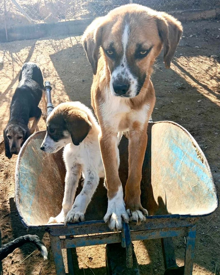 474452230_18065453944879172_1158988359861055039_n