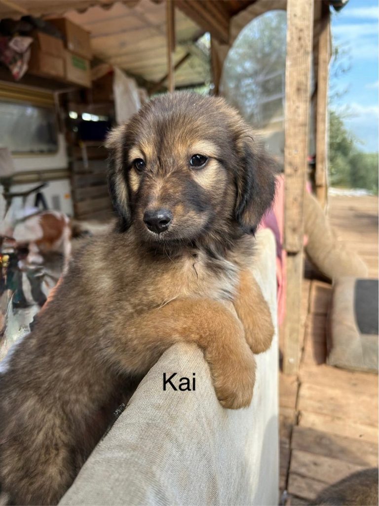 Kai