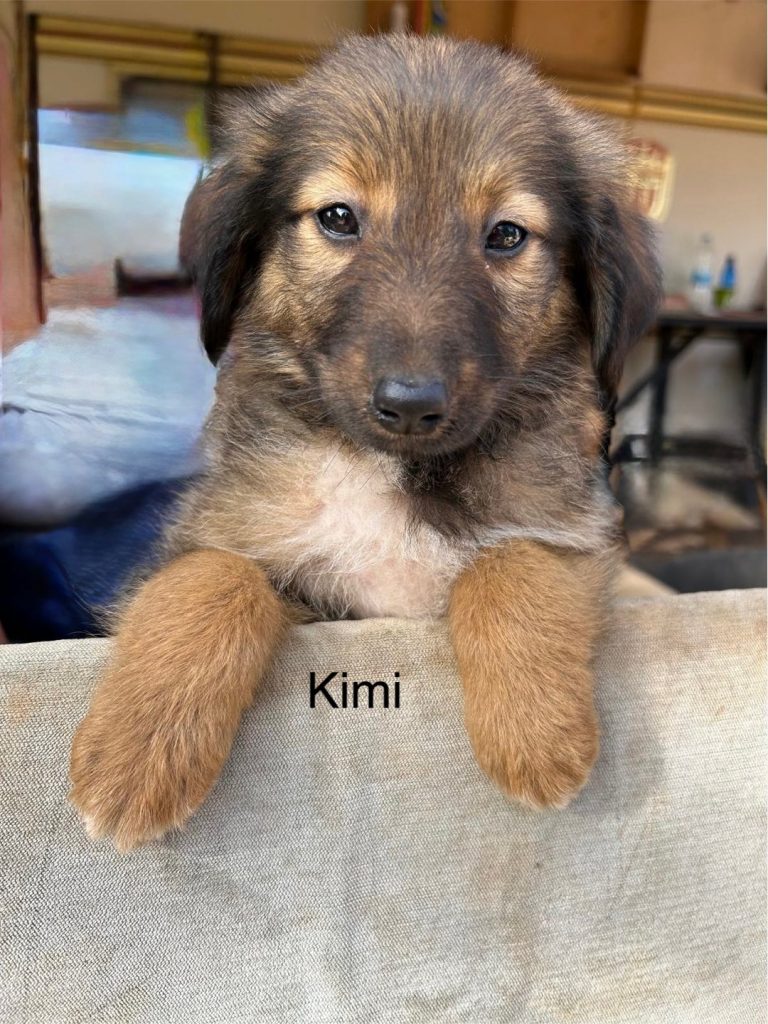 Kimi