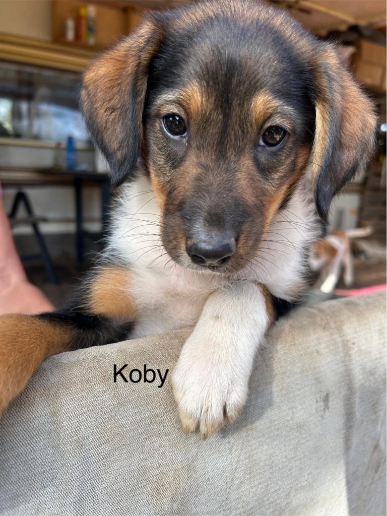 Koby