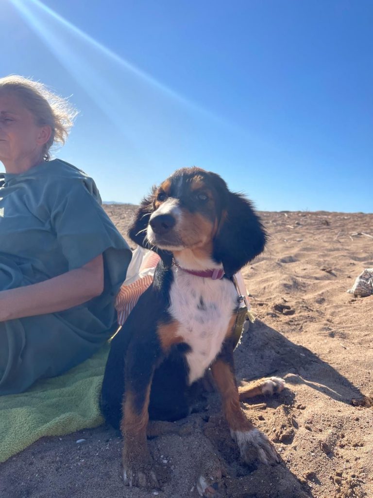 Vermittlungshund Bonnie