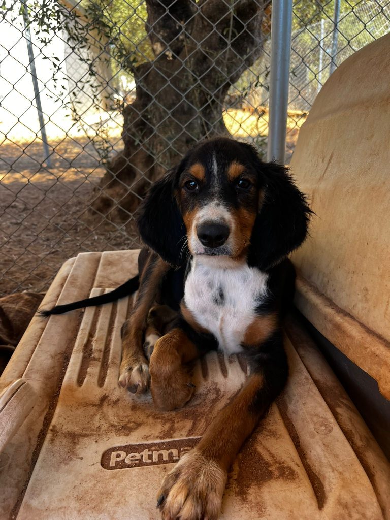 Vermittlungshund Bonnie