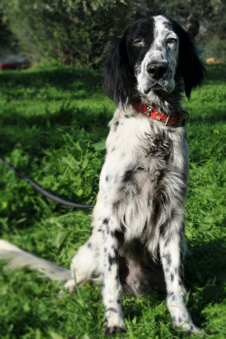 556107513_830445376607432_1277745640441096494_n